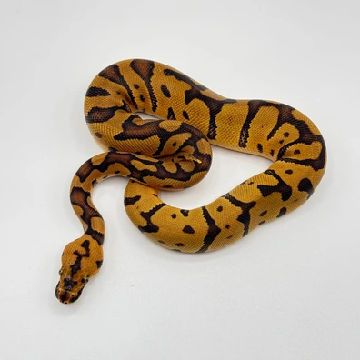 Confusion Clown Ball Python - male for sale from The Python Den