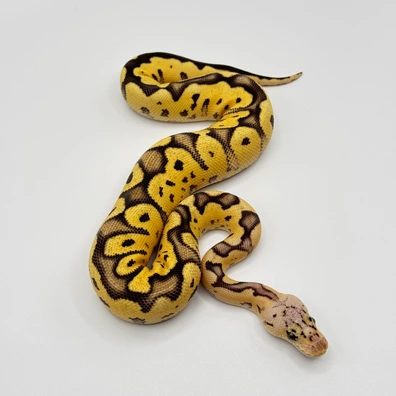 Pastel Stranger Het Clown Ball Python - female for sale from The Python Den