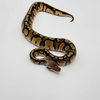 Pastel Stranger Het Clown Ball Python - female for sale from The Python Den