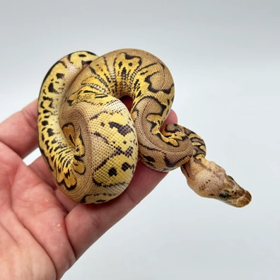 Firefly Stranger Clown Ball Python - female for sale from The Python Den