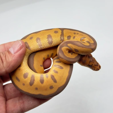 Leopard Ultramel Clown Ball Python - female for sale from The Python Den
