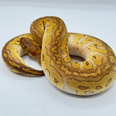 Redstripe Lesser Clown Ball Python - female for sale from The Python Den