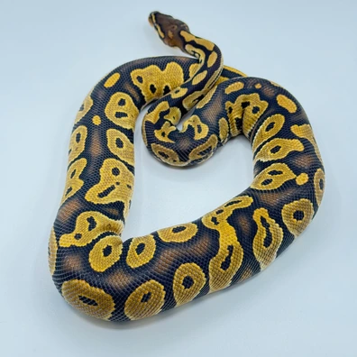 Blackhead Trojan Het Hypo Ball Python - male for sale from The Python Den