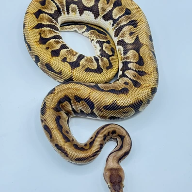 HGW Puzzle Ball Python - male for sale from The Python Den
