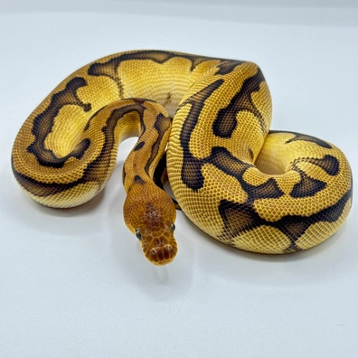 Clown Genetic Stripe Phet Axanthic Desert Ghost Ball Python - male for sale from The Python Den