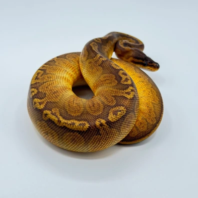 Sunset Phet Ultramel Ball Python - male for sale from The Python Den