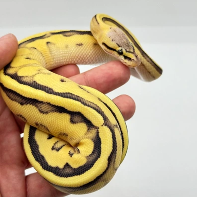Pastel Desert Ghost Genetic Stripe Phet Axanthic Clown Ball Python - female for sale from The Python Den