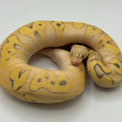 Super Pastel DG Clown YB Phet Axanthic GS Ball Python - male for sale from The Python Den