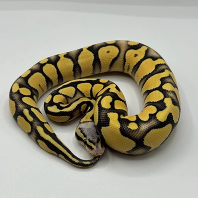 Pastel DG PHet Axanthic GS Clown Ball Python - male for sale from The Python Den