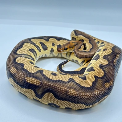 Chocolate Clown Ball Python - male for sale from The Python Den