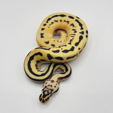 Orange Dream Fire Spotnose Leopard YB Het Pied Poss Het Hypo Clown Ball Python - male for sale from The Python Den