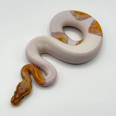 Coral Glow Leopard Orange Dream Hypo Pied Ball Python - female for sale from The Python Den