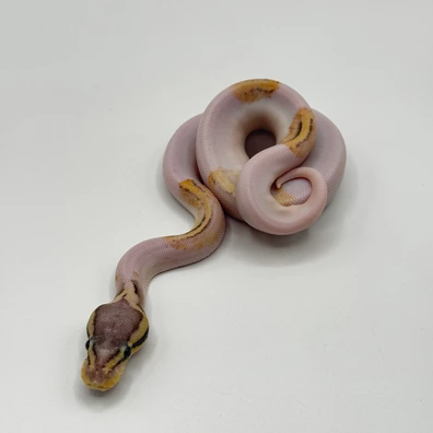 Coral Glow Leopard Pied Ball Python - female for sale from The Python Den