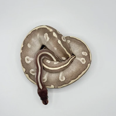 Mystic Potion Ball Python - female for sale from The Python Den