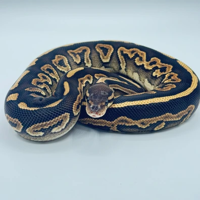 Black Pastel Mystic GHI Het Genetic Stripe Ball Python - female for sale from The Python Den