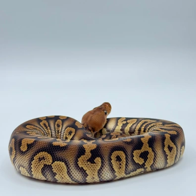 Stranger Clown Ball Python - male for sale from The Python Den