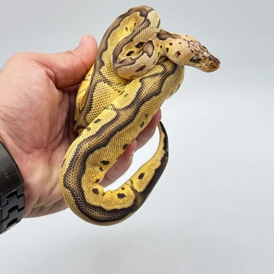 Pastel Leopard Clown Het Albino Ball Python - male for sale from The Python Den