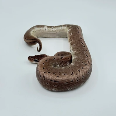 Pinstripe Axanthic Het Desert Ghost Ball Python - female for sale from The Python Den