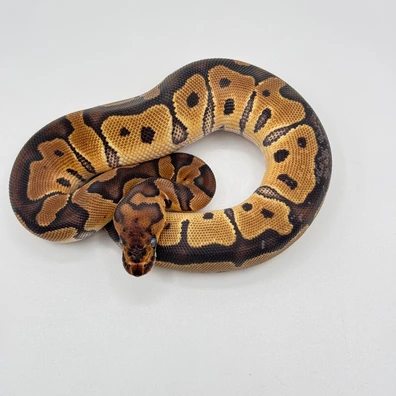 Fire Clown Ball Python - male for sale from The Python Den