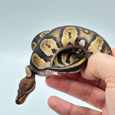 Black Pastel Stranger Het Clown Ball Python - male for sale from The Python Den