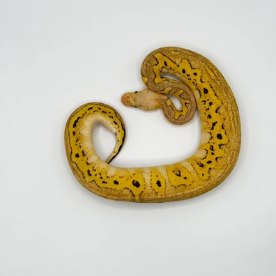 Mojave Pastel Lace Clown Ball Python - female for sale from The Python Den