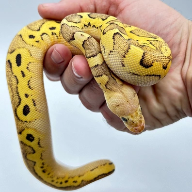Pastel Disco Lace Clown Ball Python - female for sale from The Python Den