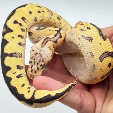 Firefly Clown Ball Python - male for sale from The Python Den