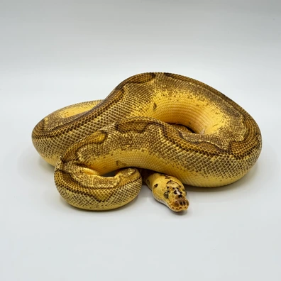 Enchi Redstripe Leopard Clown Ball Python - male for sale from The Python Den