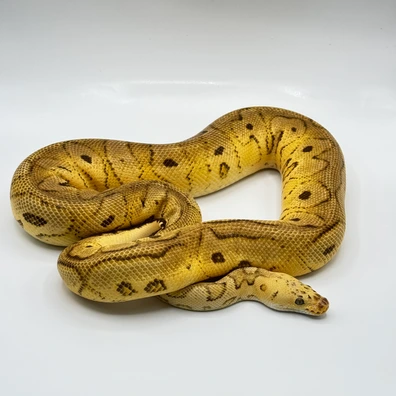 Cypress Orange Dream Yellow Belly Spotnose Clown Ball Python - female for sale from The Python Den