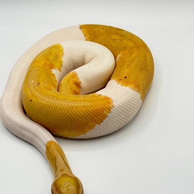 Orange Dream Banana Pastel Pied Het Clown Ball Python - male for sale from The Python Den
