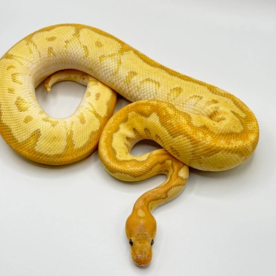 Banana OD Leopard GHI Clown Ball Python - male for sale from The Python Den