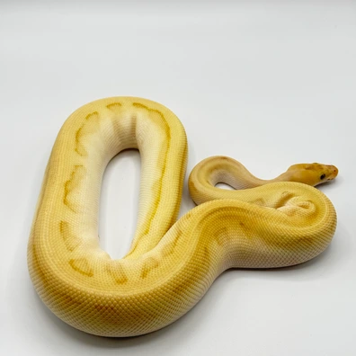 Banana Butter Genetic Stripe Clown Ball Python - female for sale from The Python Den