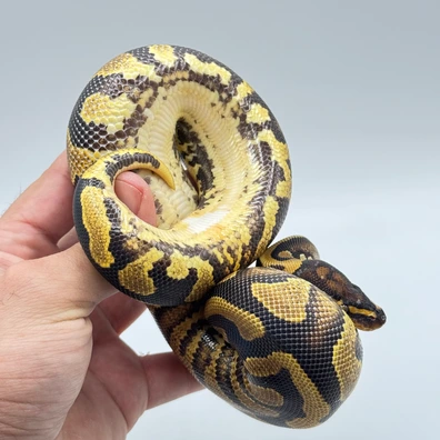 Double Het Puzzle Lavender Poss Het Pied Ball Python - female for sale from The Python Den