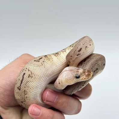 Pewter Clown Ball Python - female for sale from The Python Den