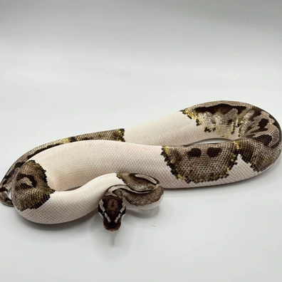 Fire Leopard Axanthic Pied Ball Python - male for sale from The Python Den