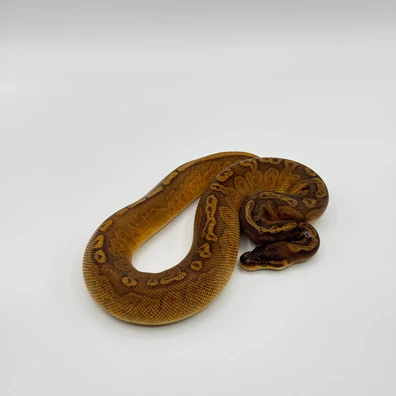 Sunset Het Ultramel Ball Python - female for sale from The Python Den