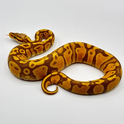 Pastel Ultramel Het Sunset Ball Python - female for sale from The Python Den