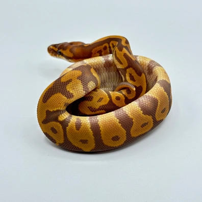 Leopard Hurricane Ultramel Het Clown Ball Python - female for sale from The Python Den