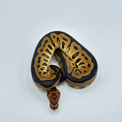 Leopard Hurricane Clown Ball Python - male for sale from The Python Den