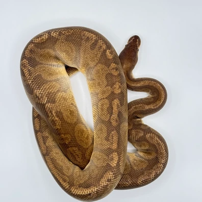 Sunset Het Clown Ball Python - male for sale from The Python Den