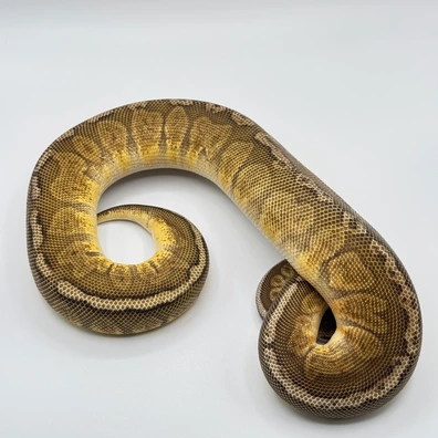 Pastel Sunset Poss Het Clown Ball Python - female for sale from The Python Den