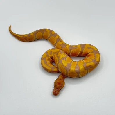 Rainbow Triple Het Albino Hypo Pied Ball Python - male for sale from The Python Den
