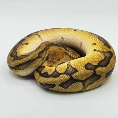 Genetic Stripe Clown PHet Axanthic Desert Ghost Ball Python - male for sale from The Python Den