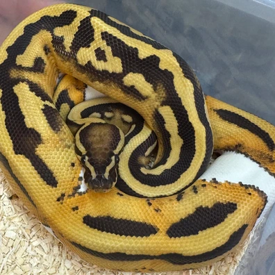 Dark Sun Pied Ball Python - male for sale from The Python Den
