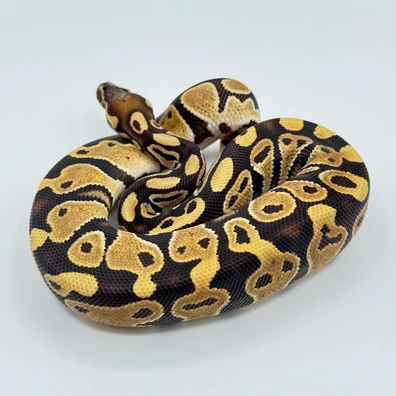 Dark Sun / Dark Nova Poss Het Pied Ball Python - male for sale from The Python Den