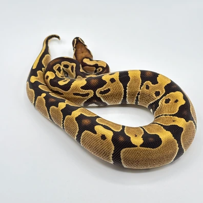 Dark Sun Poss Het Pied Ball Python - female for sale from The Python Den