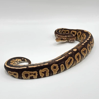 Cinnamon Yellow Belly Dark Sun Or Dark Nova Poss Het Pied Ball Python - male for sale from The Python Den