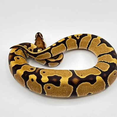 Dark Sun Poss Het Pied Ball Python - female for sale from The Python Den