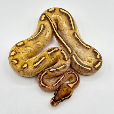 Highway Poss Dark Sun Or Dark Matter Ball Python - male for sale from The Python Den
