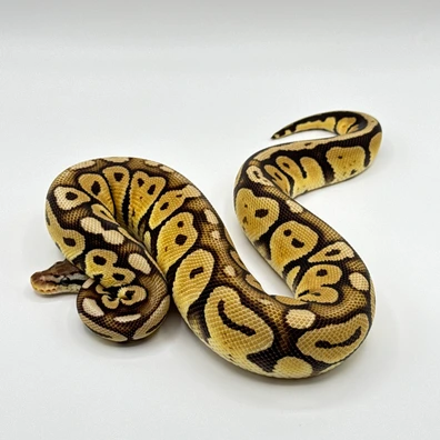 Pastel Dark Matter Ball Python - female for sale from The Python Den